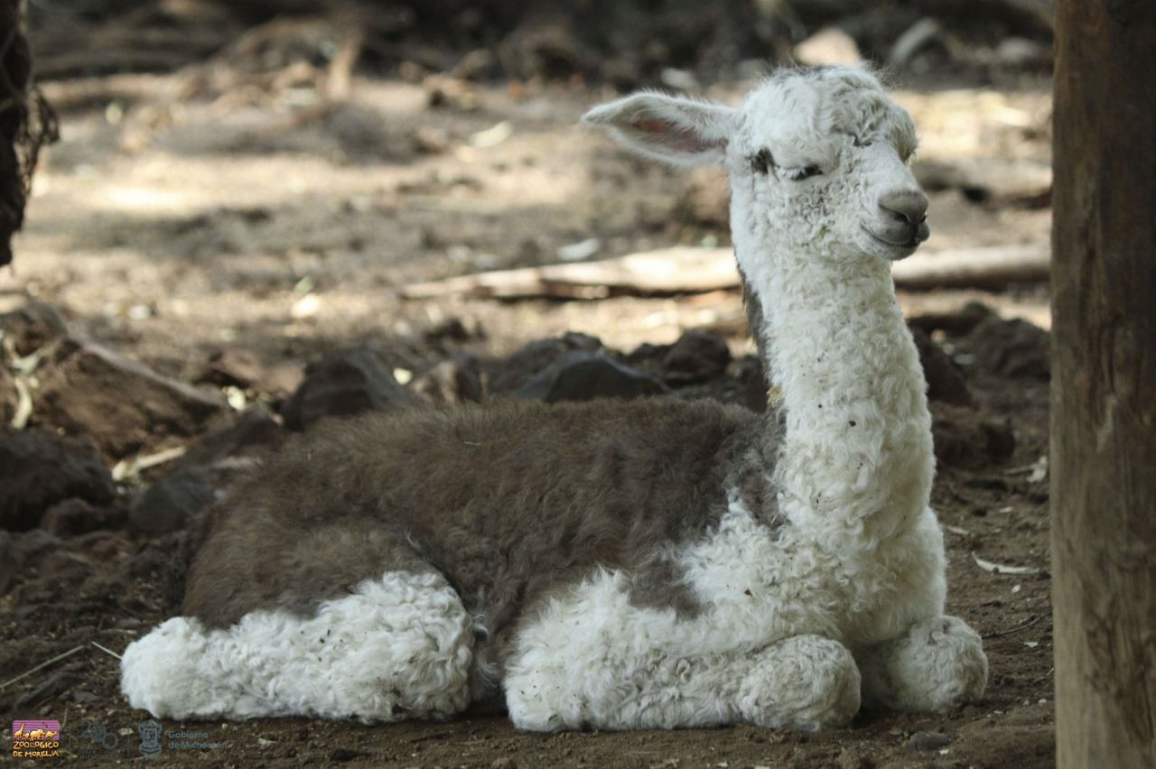 llamiota3