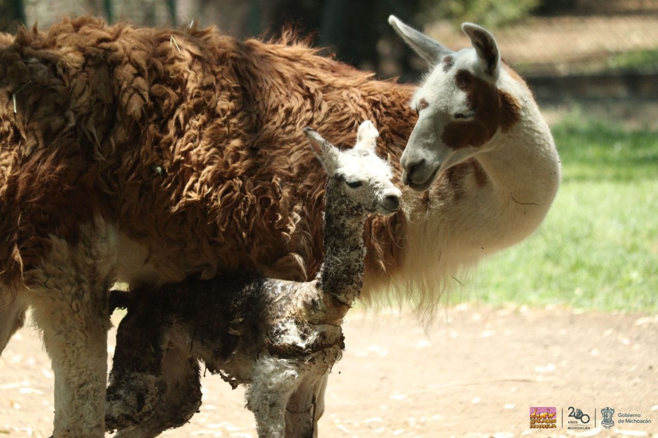 llamita