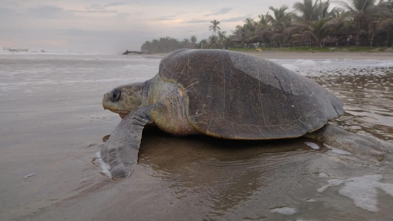 tortugasliberar