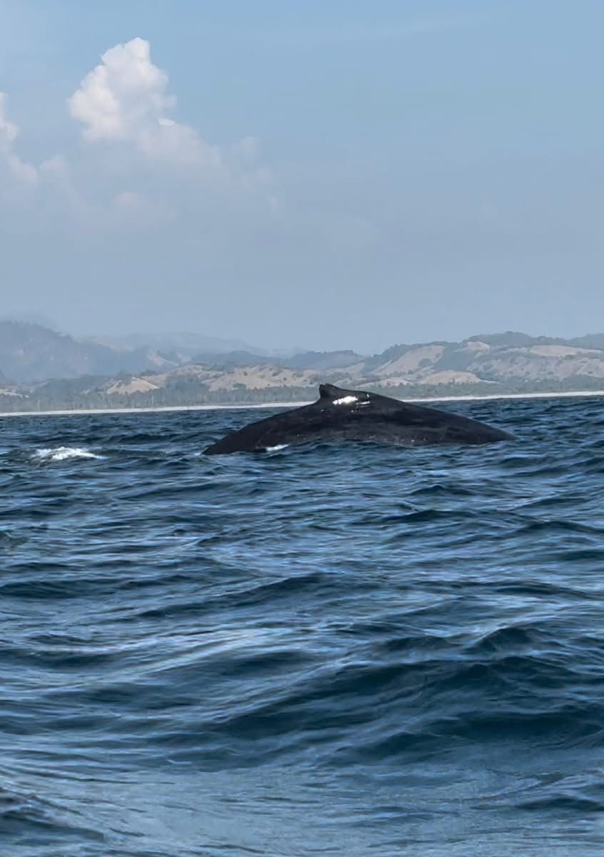 ballenas