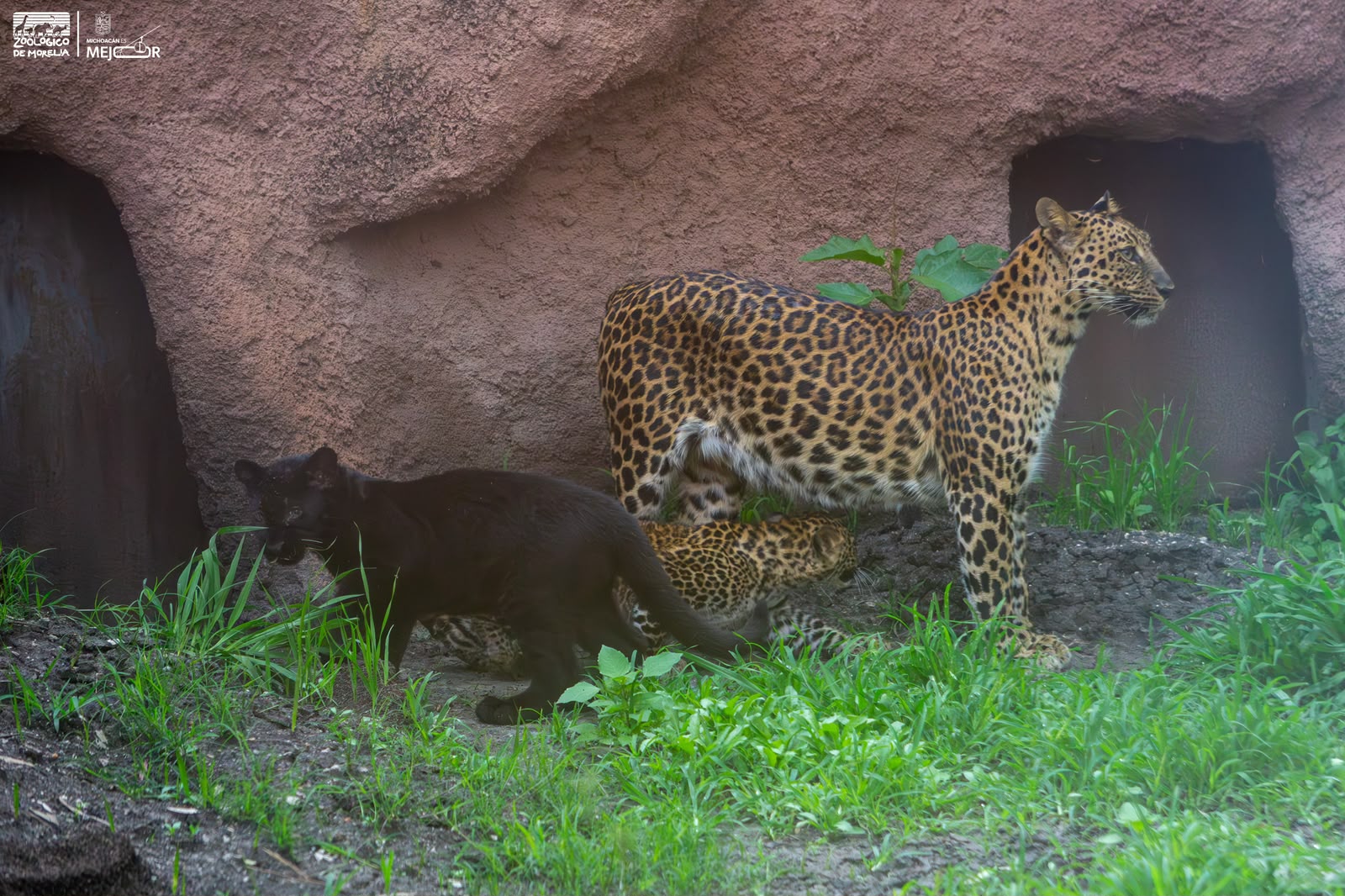 leo3