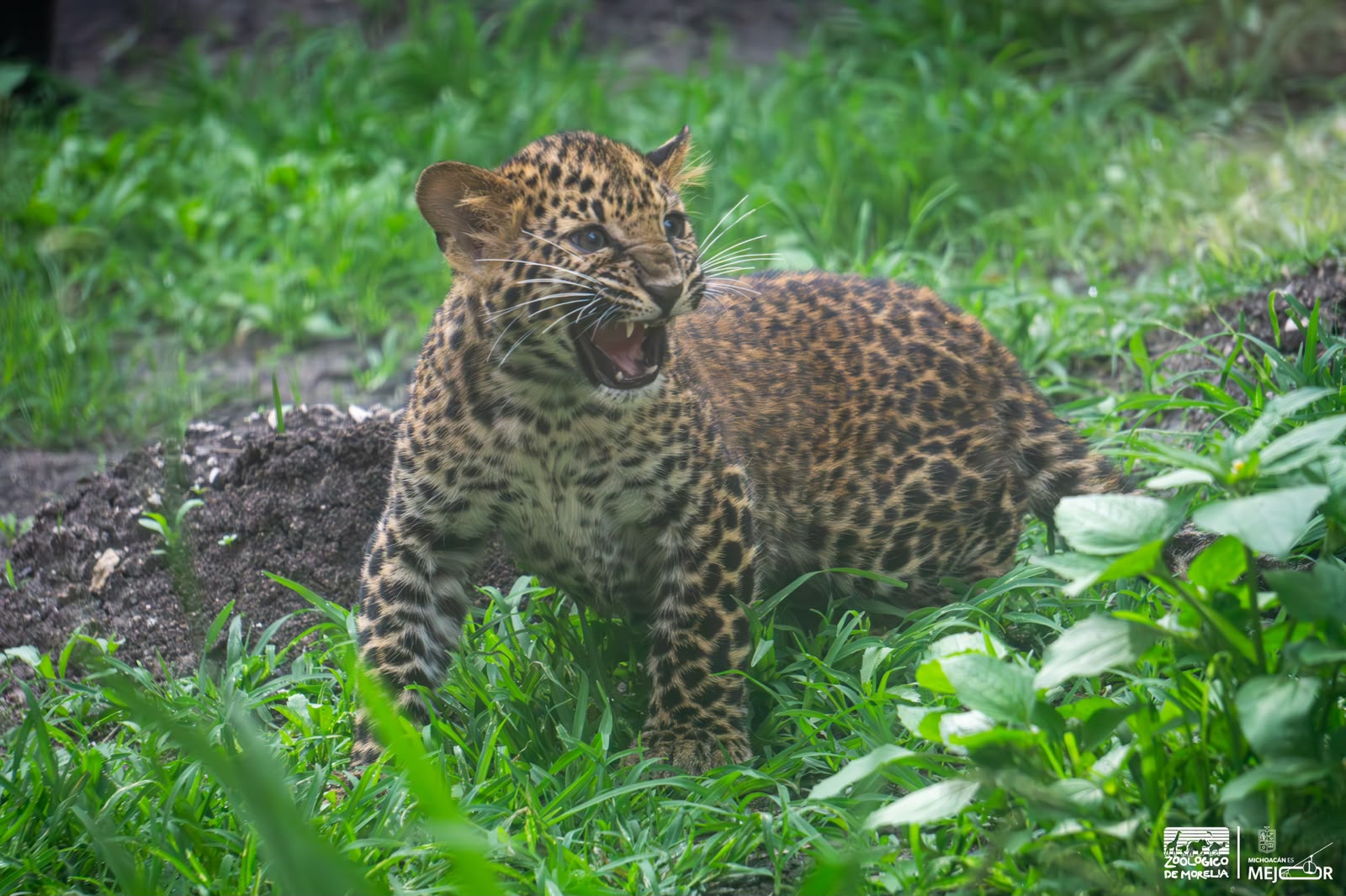 leo4