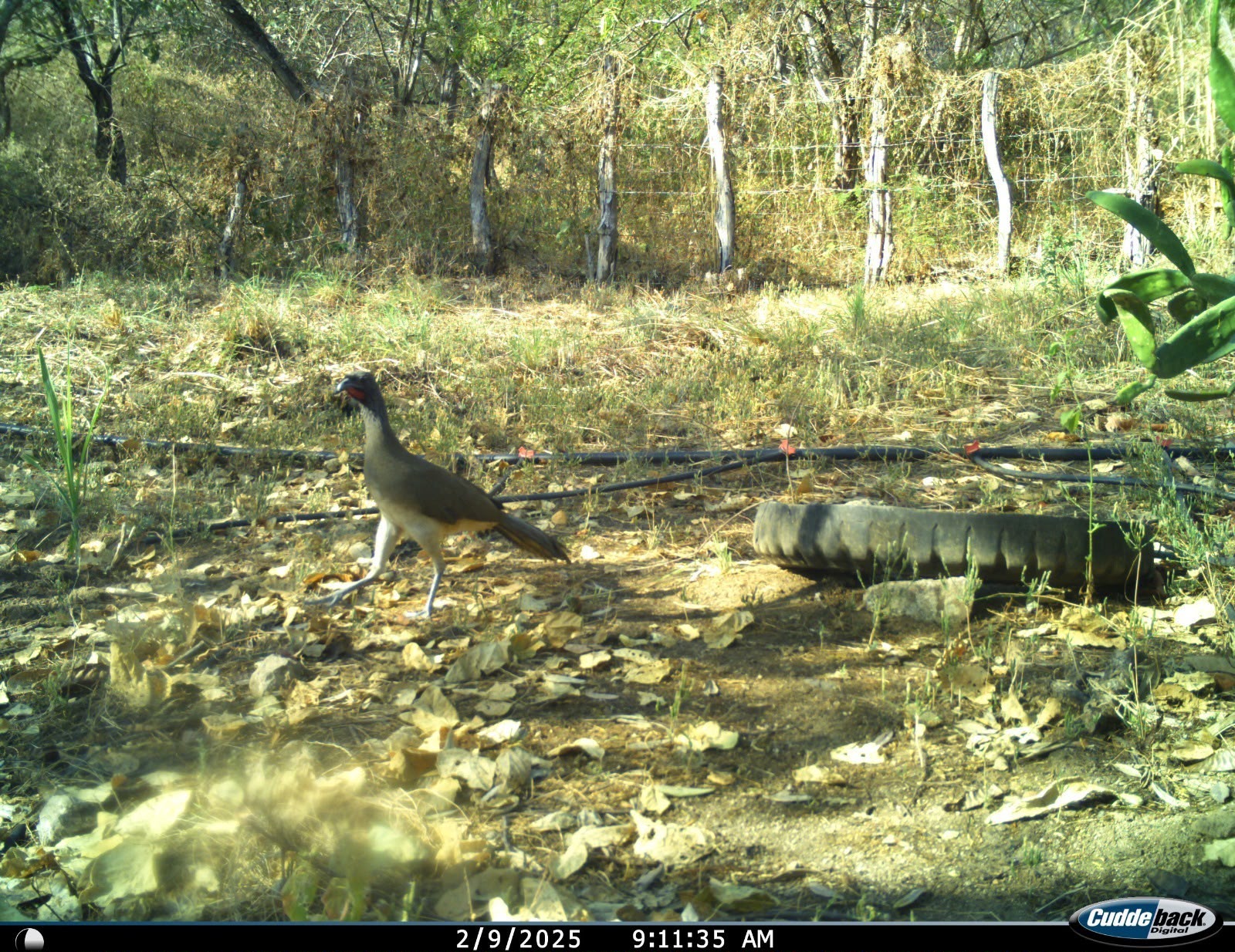 silvestre3